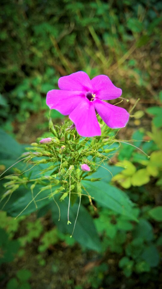 Shrub ornamental plant single bloom