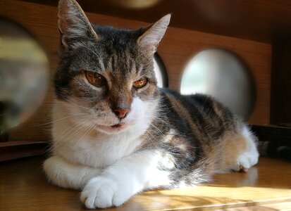 Domestic cat kitten cat face