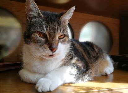 Domestic cat kitten cat face photo