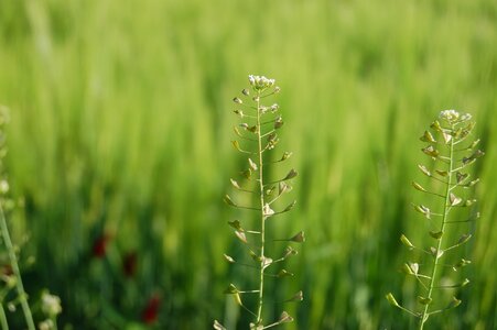 Prato grass the bag of the shepherd