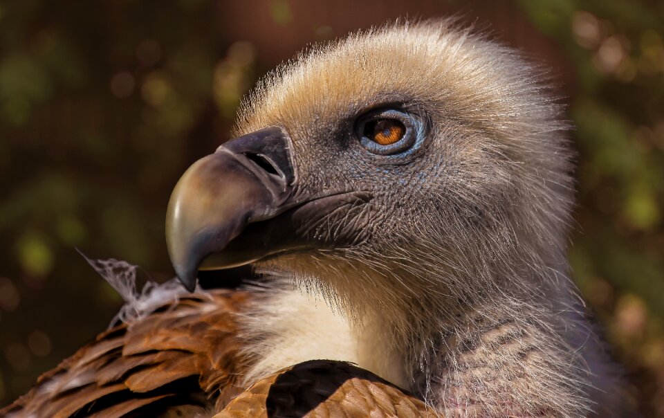 Raptor portrait plumage
