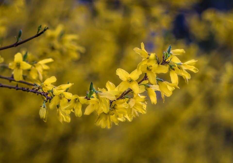 Spring blooms garden