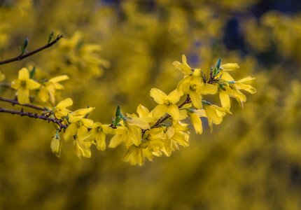Spring blooms garden