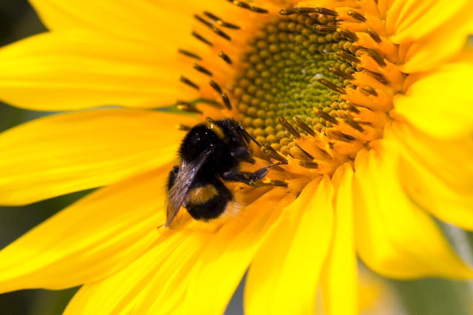 Bloom nature yellow