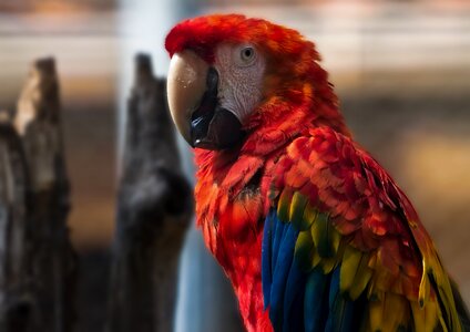 Colorful exotic plumage
