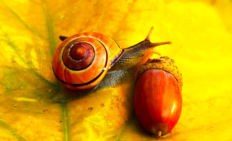 Autumn seasons of the year animals
