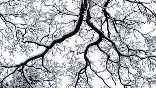 Trees vegetation green