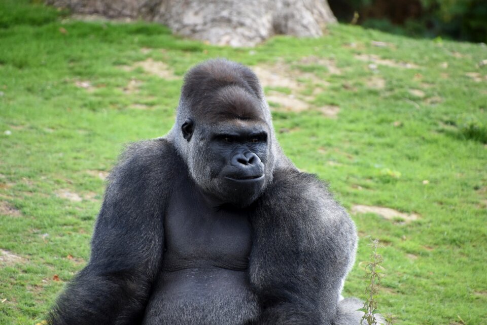 Omnivorous zoo nature