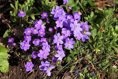 Spring flowers nature plant photo
