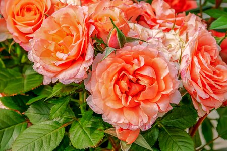 Rose bloom bi color fragrance photo