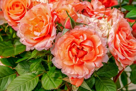 Rose bloom bi color fragrance