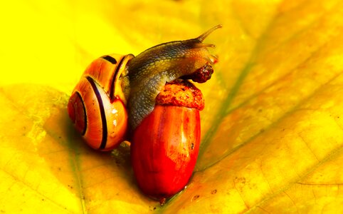 Autumn seasons of the year animals