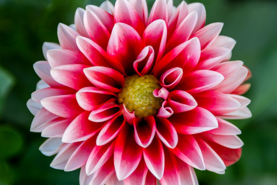 Plant nature garden