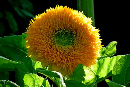 The petals flowering flourishing