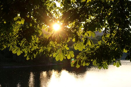 Leaves river sunset