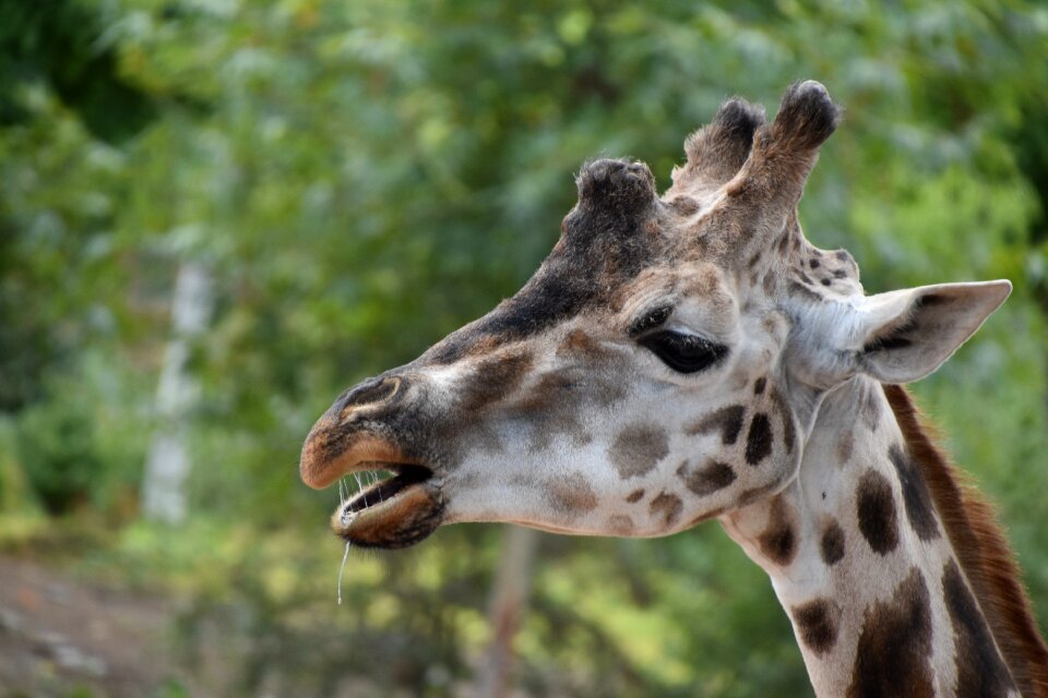 Mammals neck nature