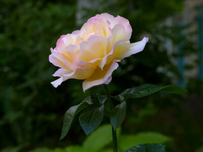 Flower tender rose garden