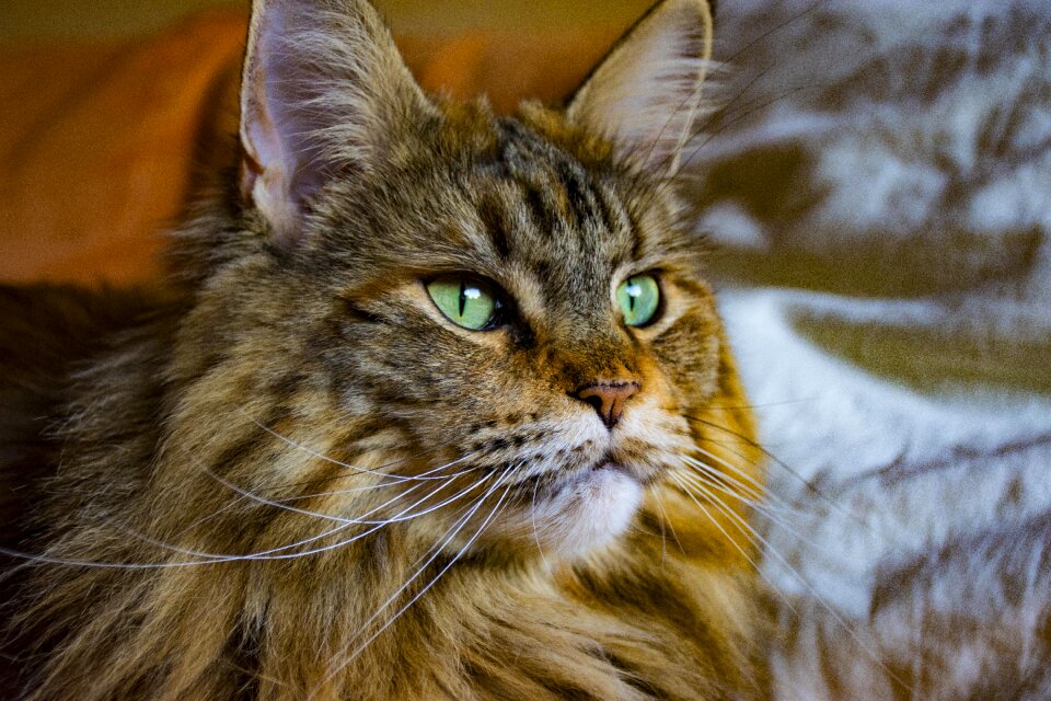 Mammal portrait pet