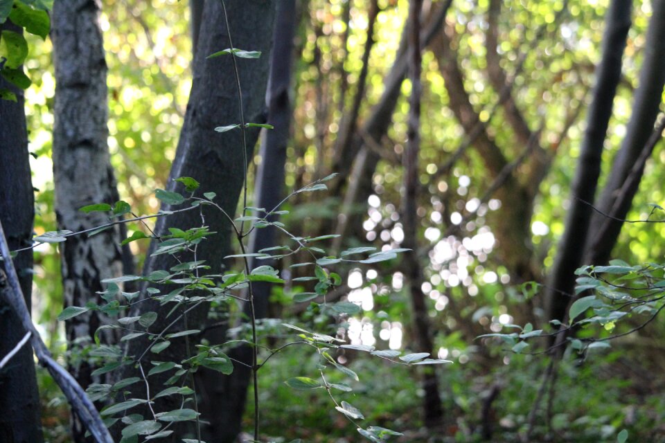 Green nature light