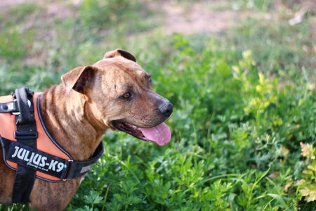 Pets pet brown