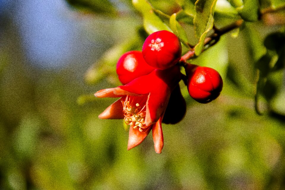 Tree nature sweet