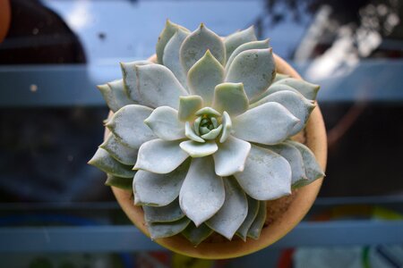 Plant potted cacti