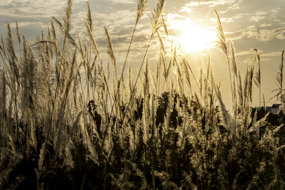 Closeup background sun