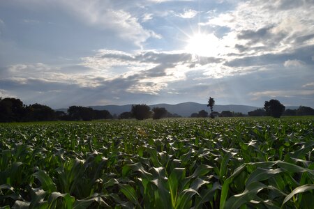 Corn field sky