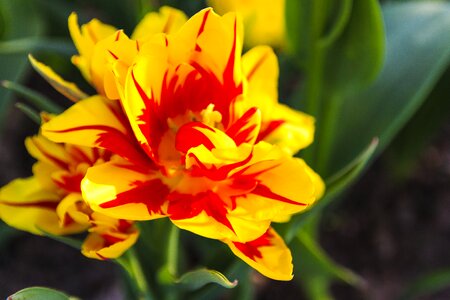 Beautiful warm sun nature