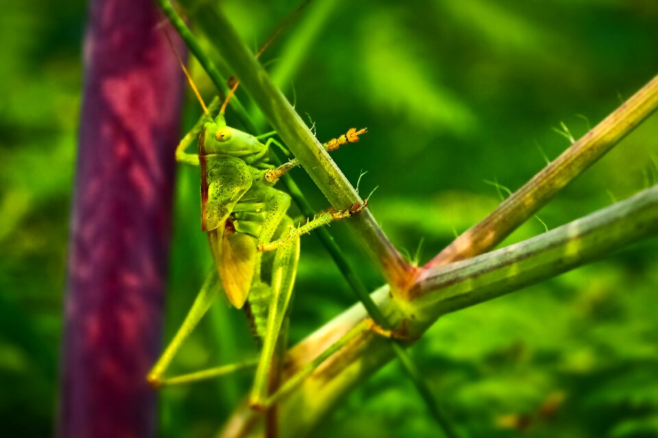 Nature migratory locust green photo