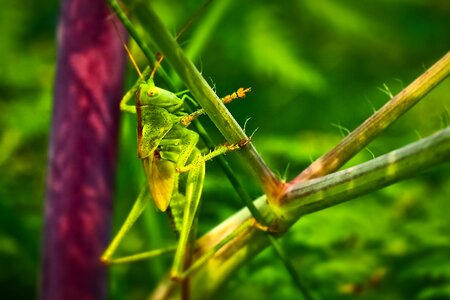 Nature migratory locust green
