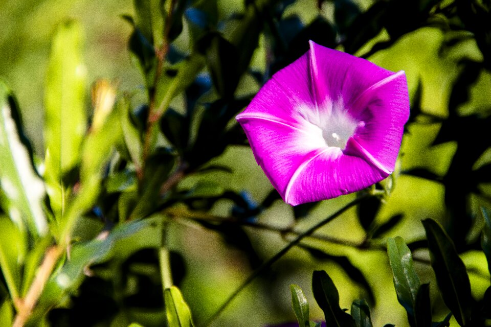 Nature flora spring