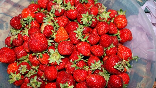 Strawberry red Free photos