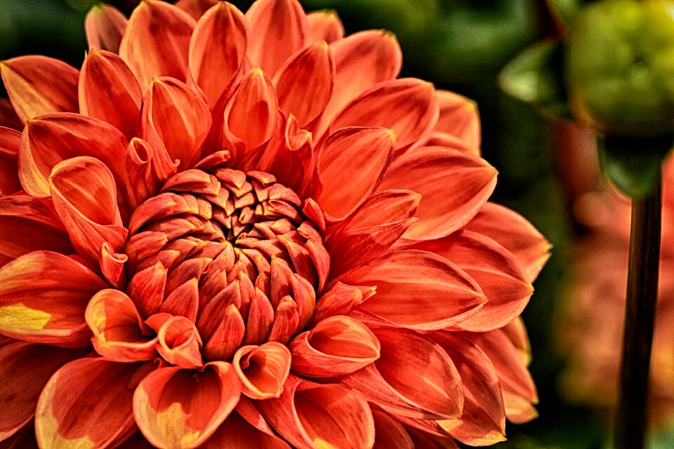 Blossom bloom nature
