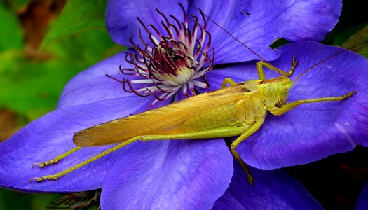 Nature flower the petals photo