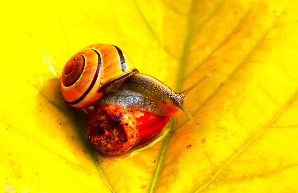 Autumn seasons of the year animals