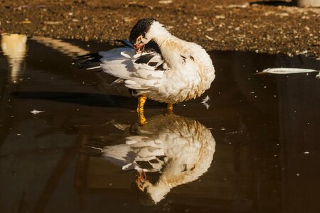Plumage ducklings cute photo