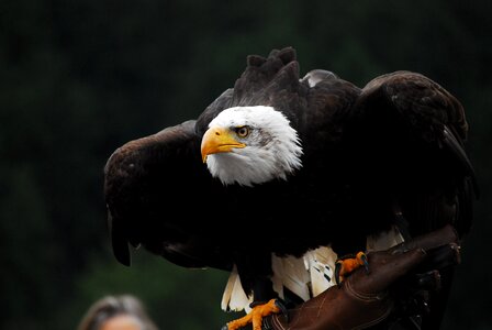 Bald eagle raptor adler photo