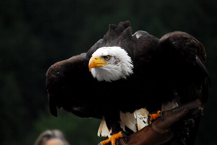 Bald eagle raptor adler