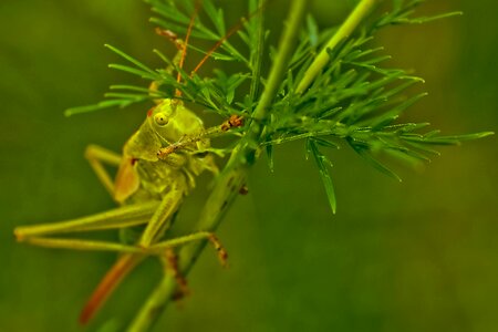 Nature migratory locust green photo