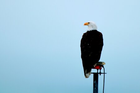 Cruise alaska eagle