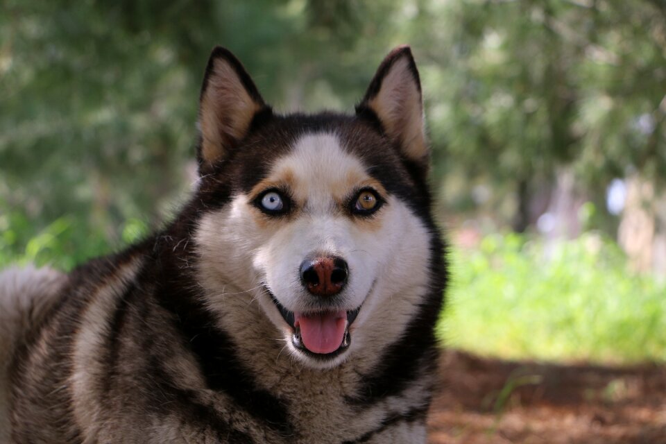Animal blue eye wolfhound
