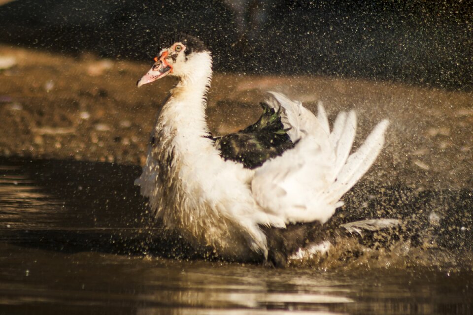 Plumage ducklings cute photo