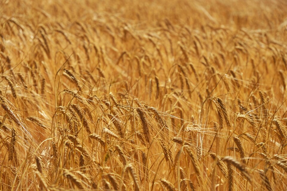 Green harvest countryside