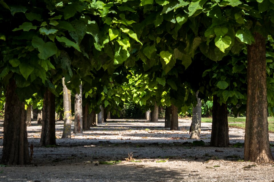 Symmetry harmony tree lined avenue