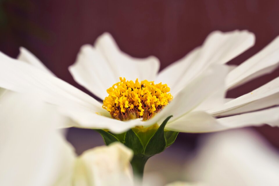 Bloom nature close up
