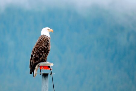 Cruse alaska eagle