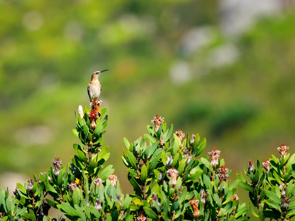 Sugar bird wildlife animal