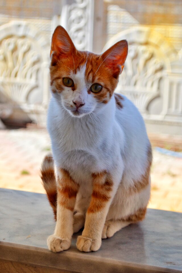 Cat's eyes wildcat domestic cat