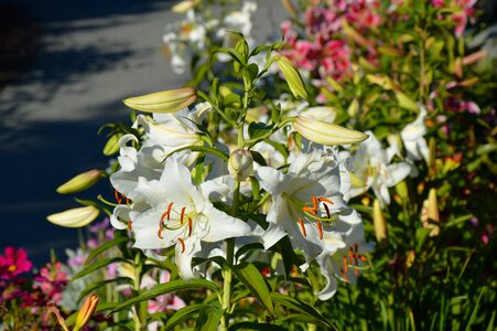 Nature blossomed pistil